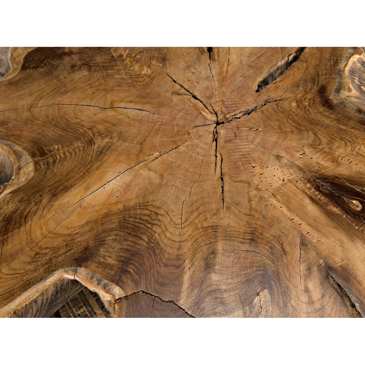 Petrified Wood Coffee Table view 2